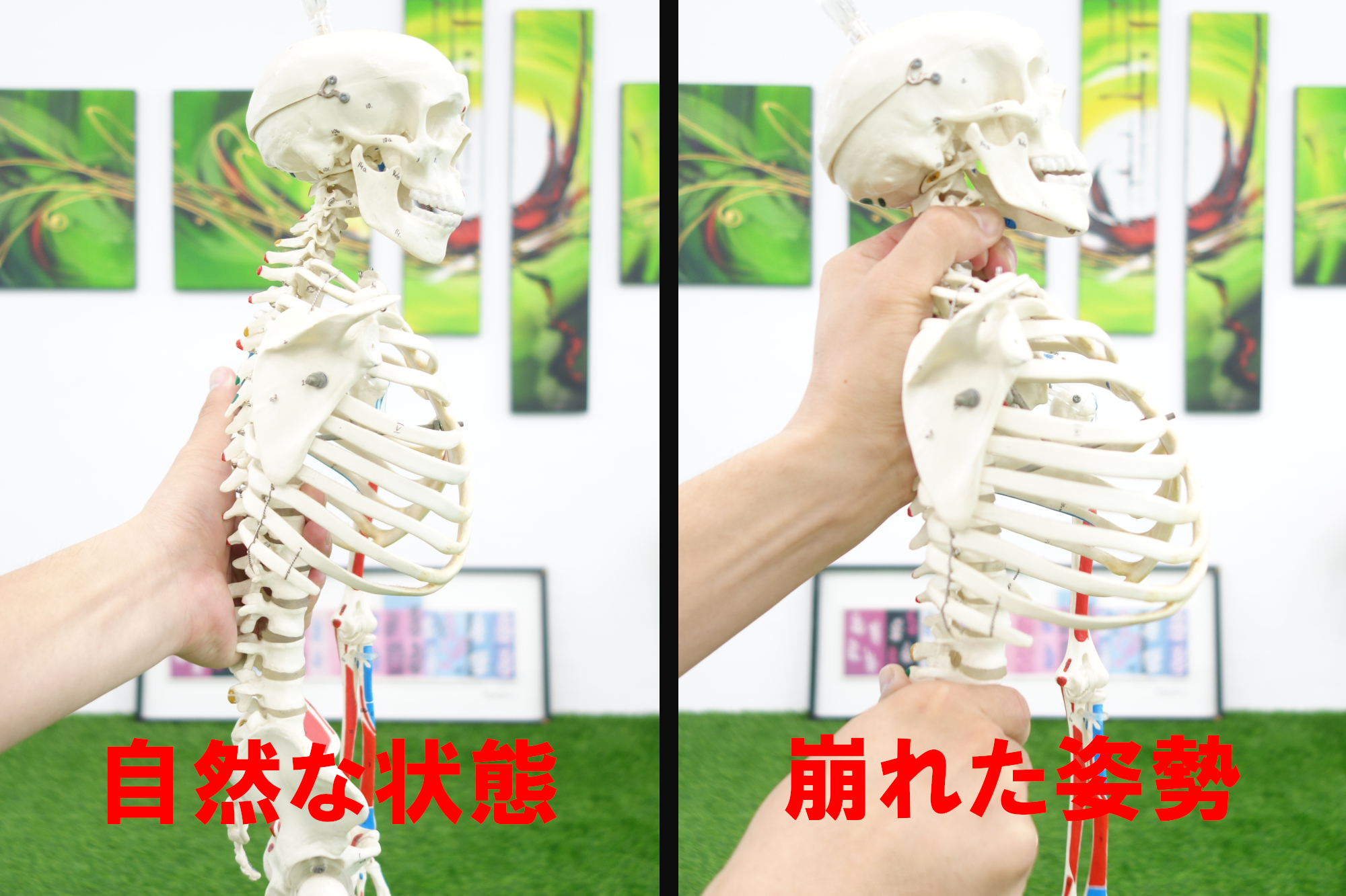 肋骨の出方を比較